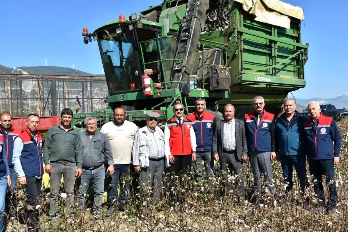 Söke Pamuk Hasadı Devam Ediyor