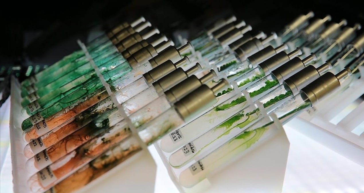 turk bilim insanlarindan dunya capinda bulus murekkep baligindan dogal gunes kremi H724geaO.jpg