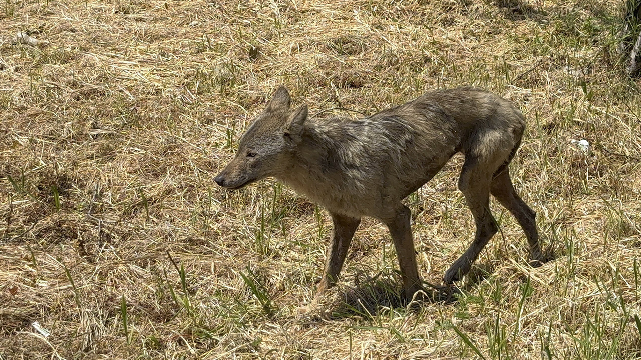 Açlık Peşindeki Kurt Şehir Merkezine İndi