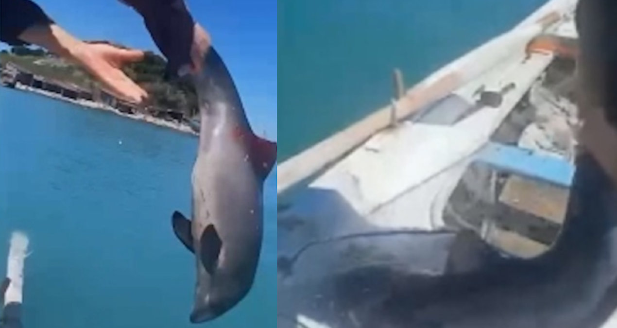 Sinop’ta Balıkçılar Yunus Yavrusunu Kurtardı