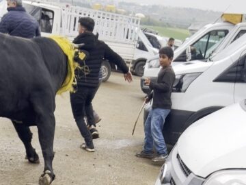 Kurbanlık Boğa Pazar Yerinde Kaos Yarattı
